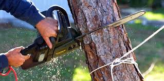 Best Hazardous Tree Removal  in Pine Mountain Lake, CA