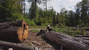 Best Lawn Renovation and Restoration  in Pine Mountain Lake, CA
