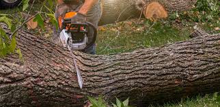 Best Arborist Consultation Services  in Pine Mountain Lake, CA
