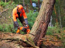 Best Tree Cabling and Bracing  in Pine Mountain Lake, CA