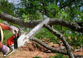 Trusted Pine Mountain Lake, CA Tree Care Experts