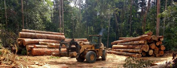 Best Storm Damage Tree Cleanup  in Pine Mountain Lake, CA