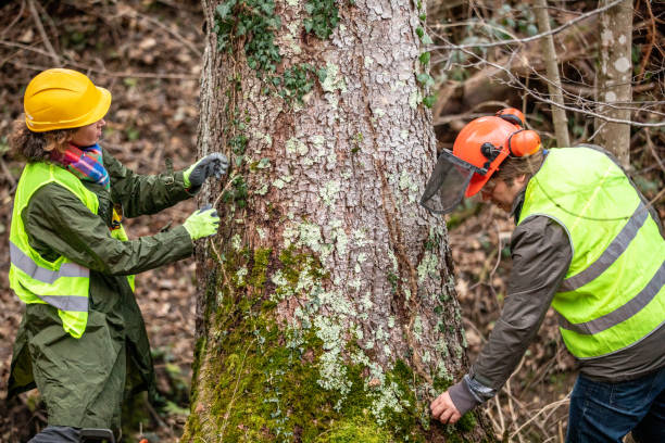 Best Tree Removal  in Pine Mountain Lake, CA