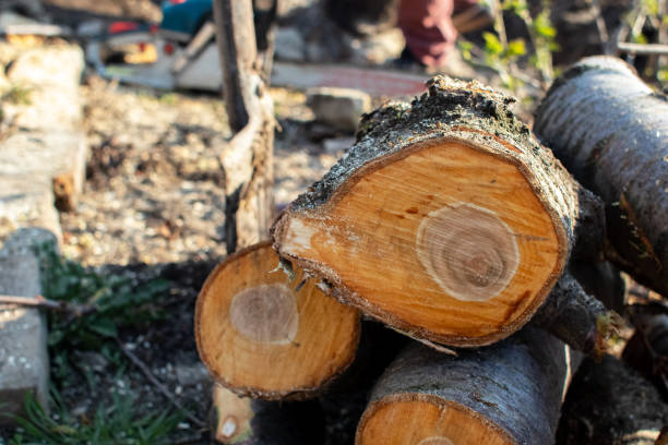 Best Leaf Removal  in Pine Mountain Lake, CA