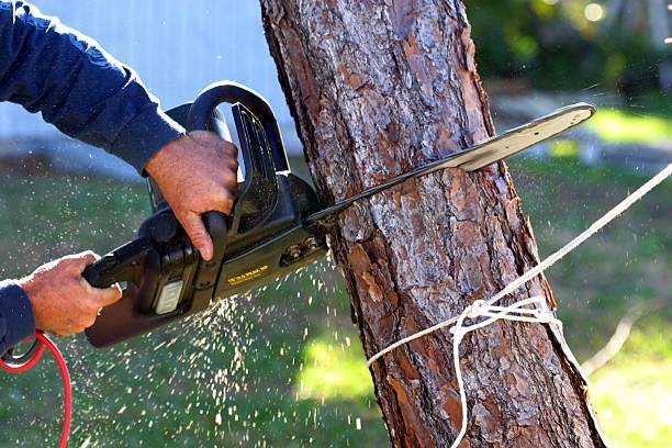 Best Lawn Irrigation Installation and Maintenance  in Pine Mountain Lake, CA