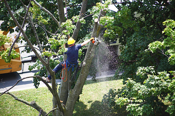 Best Utility Line Clearance  in Pine Mountain Lake, CA
