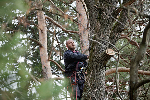 How Our Tree Care Process Works  in  Pine Mountain Lake, CA