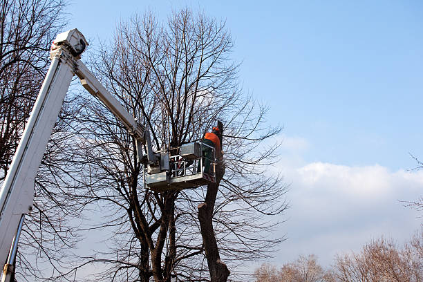 Best Emergency Tree Removal  in Pine Mountain Lake, CA