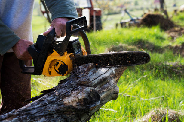 Best Stump Grinding and Removal  in Pine Mountain Lake, CA